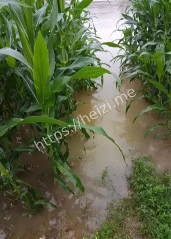 渭南合阳渭河洪水