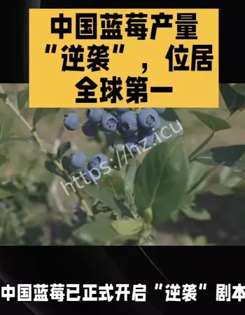 中国蓝莓逆袭